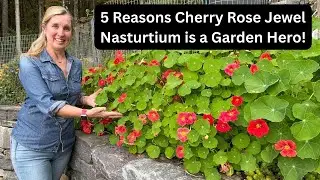 5 причин, почему настурция Cherry Rose Jewel &mdash; герой сада!