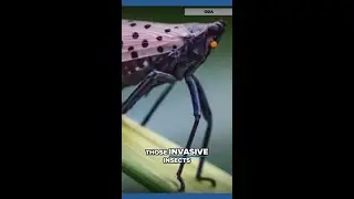 Spotted lanternflies impacting central Ohio honeybees