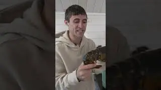 Как приготовить омара из штата Мэн!