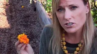 Transition Laguna Beach Food Group and Seeds Kids Education Introduction