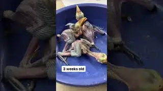 Baby Chestnut-mandibled toucans: Baylene, Nedra and Eema!