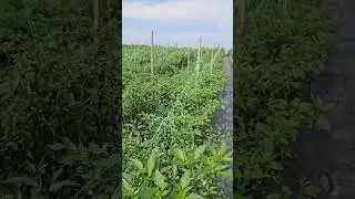 Mature plant. Strong and healthy! #chili #harvest #farming #garden