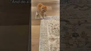 Sneak attack FAIL! #cat #kitten #kittens #catlife #cats #catlover #kitty #kittycat #funnycats #cute
