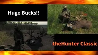 Huge Bucks on Loggers Point! | theHunter Classic