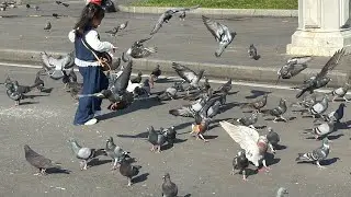 The pigeons are flying happily.