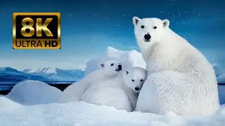 8K Arctic Relaxing Music Along with Beautiful Nature Sounds video