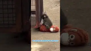 Эта обезьянка заставила плакать весь мир 😭 #удар #обезьяна #вируснаяобезьяна #короткаяистория #ви...