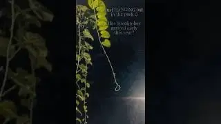 SPOOKTOBER 2025