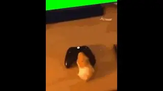 hamster playing xbox cod modern warfare meme green screen version