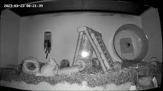 8 hour Hamster timelapse @16x speed over night recording