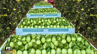 Pears Cultivation - Pears Farming and Harvest -  Pears Processing