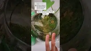 Rose of Jericho Care Tips | ✨ | WITCH Tips