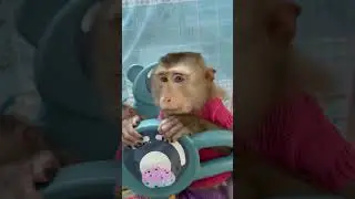 monkey Sam how well protects baby Bob and Asher#shorts