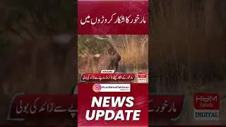 Markhor hunting in crores