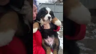 Puppy bernese mountain dog | kennel B&auml;r Vom Matterhorn BMD Berner Sennen cute