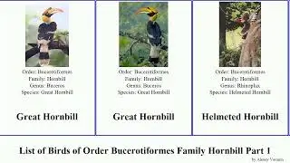 List of Birds of Order Bucerotiformes Family Hornbill Part 1 malabar leucocephalus Aceros Pied