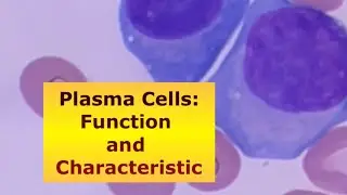Are Plasma Cells Normal? #medtech #foryou #laboratory #medtechstudent #lab #education