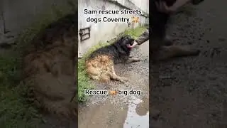 Sam rescue streets dogs Coventry rescue streets dog big &hearts;️ very sad 😔 please subscribe like share 🙏