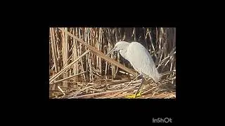 Snowy Egret Wildlife in Oceanside Marshland 🐟 Feb 2024