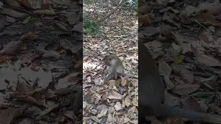 Adorable Jane family. #life #monkey #animals