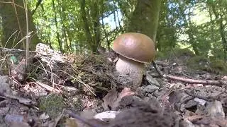 Boletus aestivalis de finales de agosto de 2017