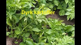 Kartoffel dyrkning på fire minutter