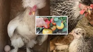 Ищу горячее яйцо в курятнике || Какие Помидоры поспели самые первые