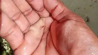 LE CAMBIO EL AGUA A LOS BETTA PARA QUE NO SÉ ENFERMEN