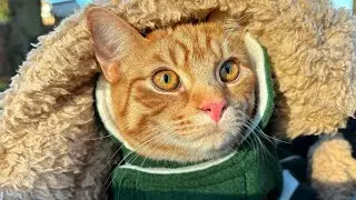 Escape the winter blues with Humphrey's sunny cat stroller adventure 🧡😻