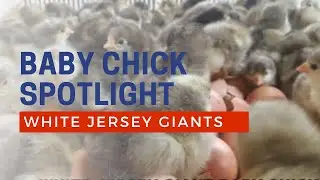 White Jersey Giant Chicks for Sale | Cackle Hatchery