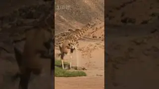 African lion vs. angolan giraffe | Special series | Part 5 | Zoo Animal Scenes