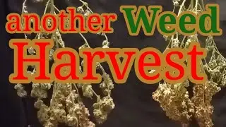 Another Gelato Harvest I  Blue Dream Autoflowers I