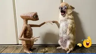 Smarty Funny Animal Video Clips 😹🐶 The Funniest cat & dog Moments Compilation 🐾