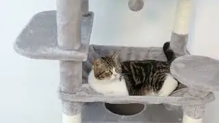 Large Cat Tree and Tower for Indoor Cats With Sisal-Covered Scratching