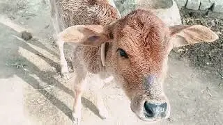 Village ki Gau Mata ki video/Village ka video for cow lovers #cow 