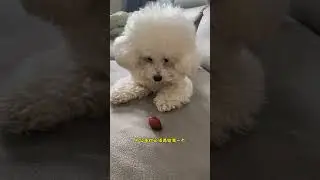 The little dog s way of thinking is that it hides its own food and doesn t eat it first ru