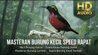 MASTERAN KONIN TERBAIK 2025 🐤 Bikin Cepat Ngerol & Rajin Bunyi #suarakonin#koningacorfulltembakan