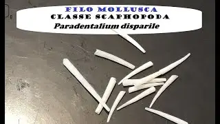 Classe Scaphopoda - Paradentalium disparile  (d&acute;Orbigny, 1853) - Filo Mollusca