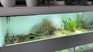 Terra for my Kleinmanni juveniles.