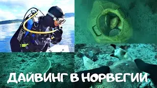 ДАЙВИНГ В НОРВЕГИИ 2020. DIVING IN NORWEGEN. ГРЕБЕШКИ. КРАБ. КАМБАЛА.