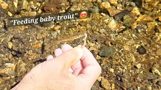 Hand Feeding Baby Trout #youtuber #trout #fish #nature 