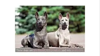 Is the Thai Ridgeback Dog Right for You? #thairidgebackdog