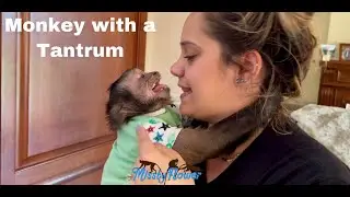 SPOILED MONKEY  Toby WITH TANTRUMS 🙈