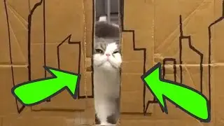Cat Vs Small Space