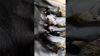 cute black piglets