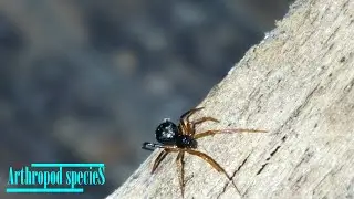 Arachnida Species - Spiders | Sheetweb Spider (Neriene sp.) |