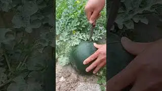 Seedless watermelon very fresh - Awesome seedless watermelon