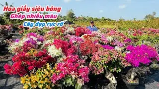 Hoa giấy siêu bông ghép nhiều màu cây đẹp siêu rực rỡ..01/01😘📲 0924.485.874.Phúc