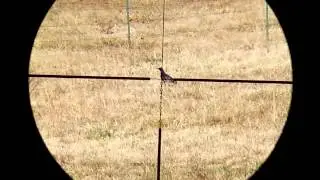 145 yard crow shot with 17 Hornet using ISCOPE
