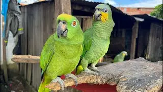Loros hablando 😱🥰